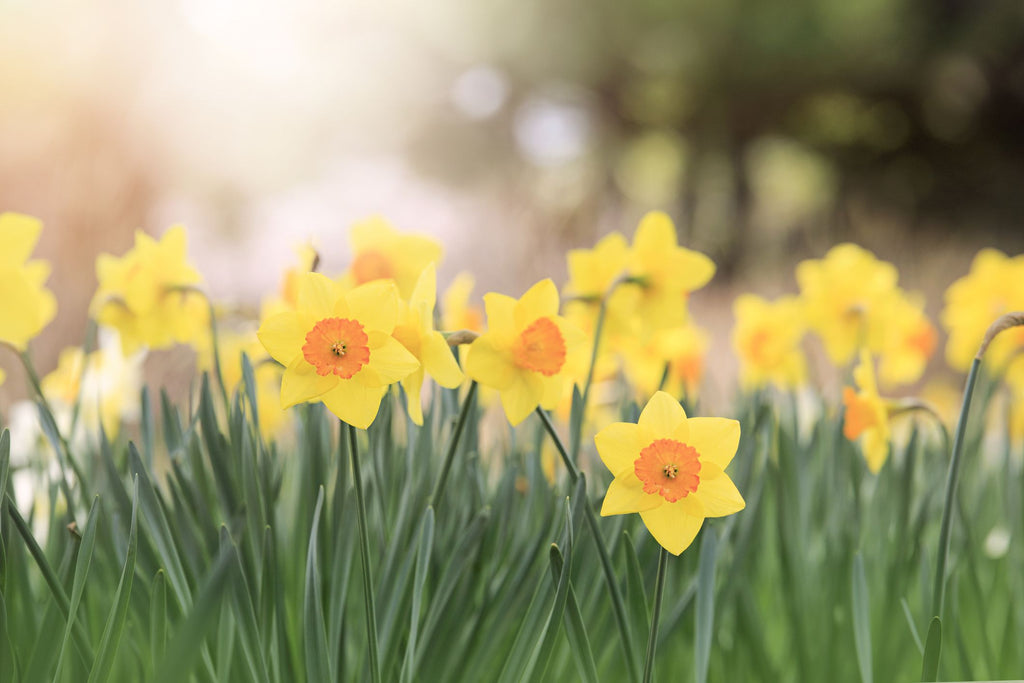 Spring Recommendations
